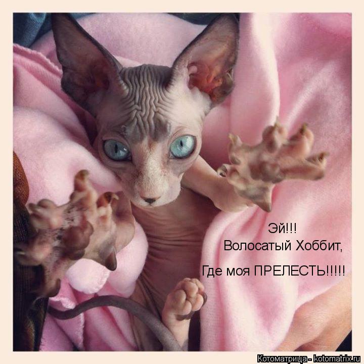 Эй!!! Где моя ПРЕЛЕСТЬ!!!!! Волосатый Хоббит,... Котоматрица: Эй!!! Где моя ПРЕЛЕСТЬ!!!!! Волосатый Хоббит,