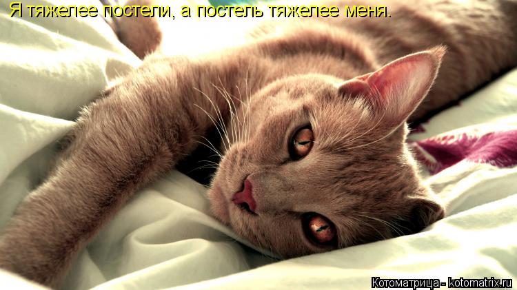 Я тяжелее постели, а постель тяжелее меня.... Котоматрица: Я тяжелее постели, а постель тяжелее меня.