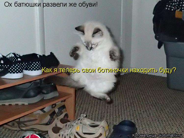 Котоматрица: Ох батюшки развели же обуви!  Как я теперь свои ботиночки находить буду?