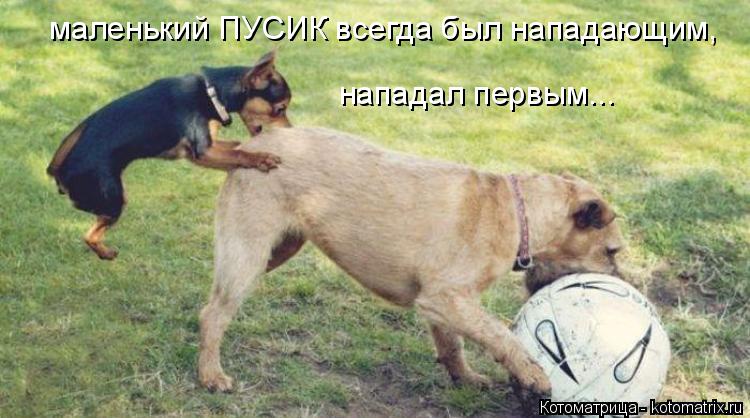 Котоматрица: маленький ПУСИК всегда был нападающим,  нападал первым...