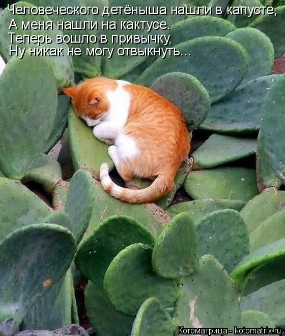 Котоматрица: Человеческого детёныша нашли в капусте, А меня нашли на кактусе. Теперь вошло в привычку, Ну никак не могу отвыкнуть...
