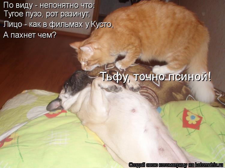 Котоматрица: По виду - непонятно что: Тугое пузо, рот разинут, Лицо - как в фильмах у Кусто, А пахнет чем? Тьфу, точно псиной!