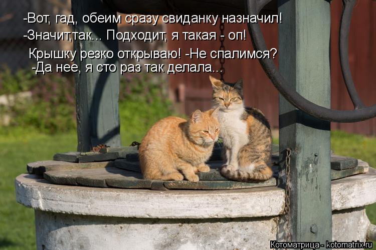 Котоматрица: -Вот, гад, обеим сразу свиданку назначил! -Значит,так... Подходит, я такая - оп! Крышку резко открываю! -Не спалимся? -Да нее, я сто раз так делала.