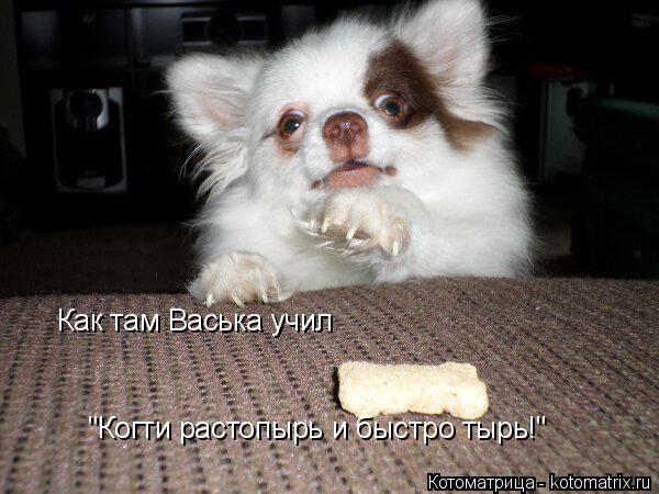 Котоматрица: Как там Васька учил "Когти растопырь и быстро тырь!"
