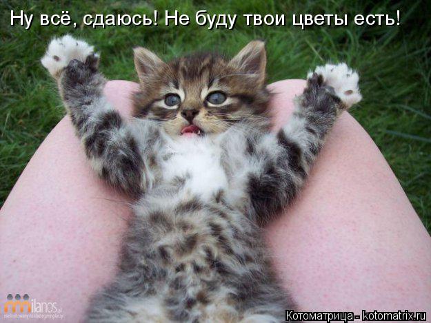 Котоматрица: Ну всё, сдаюсь! Не буду твои цветы есть!