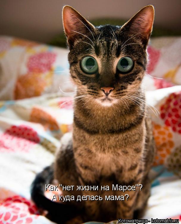 Котоматрица: Как "нет жизни на Марсе"? А куда делась мама?
