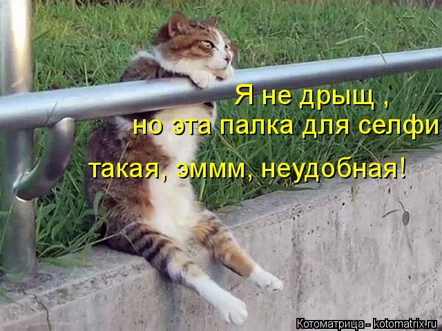Котоматрица: Я не дрыщ , но эта палка для селфи такая, эммм, неудобная!