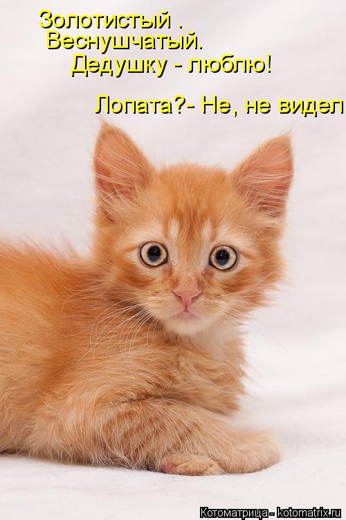 Котоматрица: Золотистый . Веснушчатый. Дедушку - люблю! Лопата?- Не, не видел.