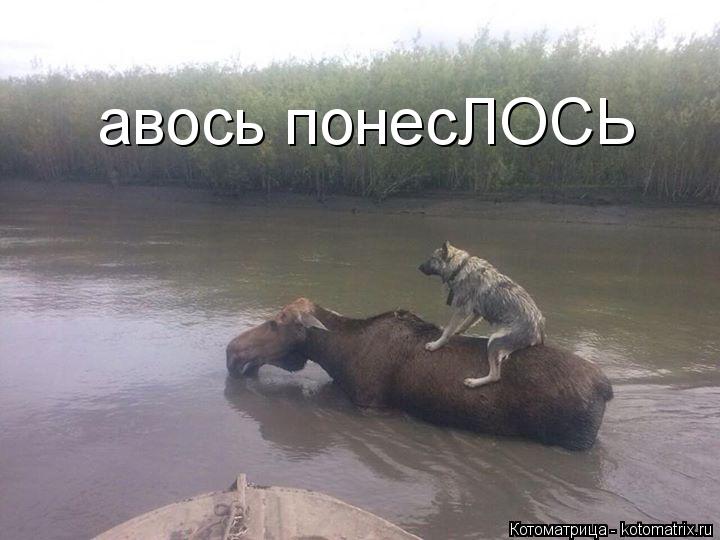 Котоматрица: авось понесЛОСЬ