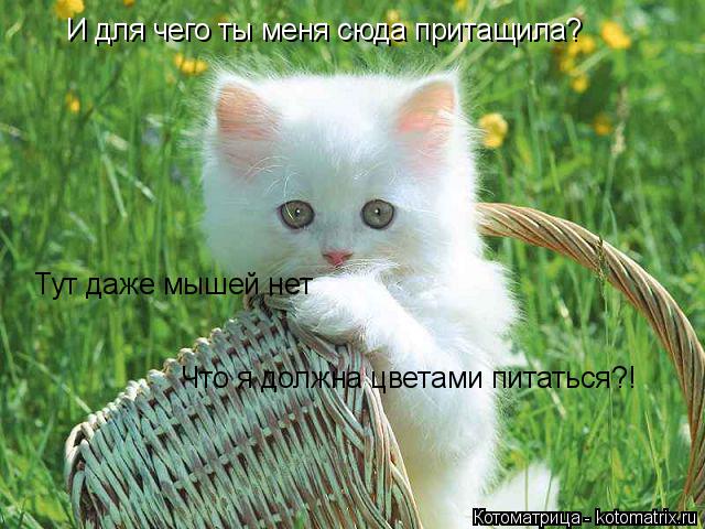 Котоматрица: И для чего ты меня сюда притащила? Тут даже мышей нет Что я должна цветами питаться?!