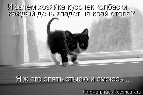 Котоматрица: И зачем хозяйка кусочек колбаски  каждый день кладет на край стола? Я ж его опять стырю и смоюсь...