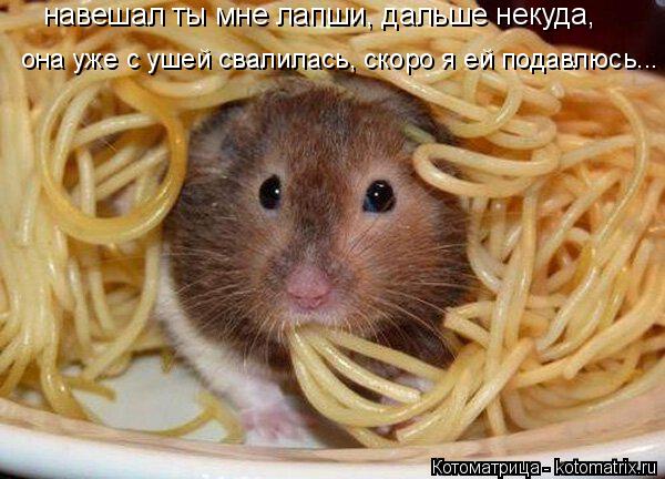 Котоматрица: навешал ты мне лапши, дальше некуда, она уже с ушей свалилась, скоро я ей подавлюсь...