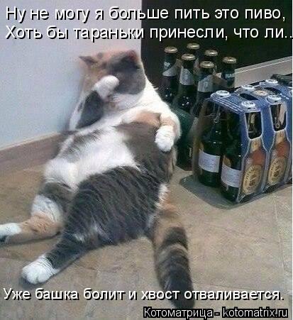 Котоматрица: Ну не могу я больше пить это пиво, Хоть бы тараньки принесли, что ли... Уже башка болит и хвост отваливается.