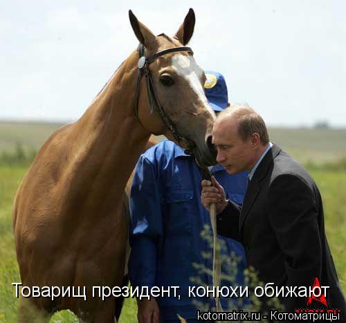 Котоматрица: Товарищ президент, конюхи обижают