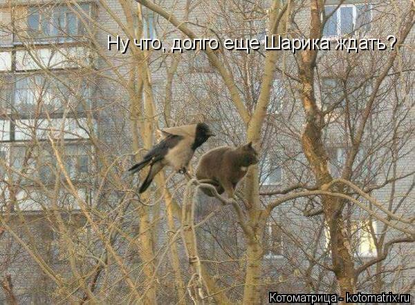 Котоматрица: Ну что, долго еще Шарика ждать?