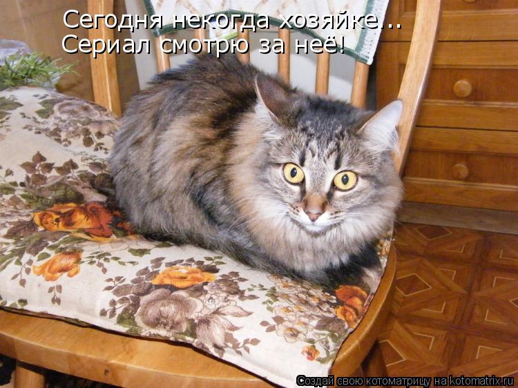 Котоматрица: Сегодня некогда хозяйке... Сериал смотрю за неё!