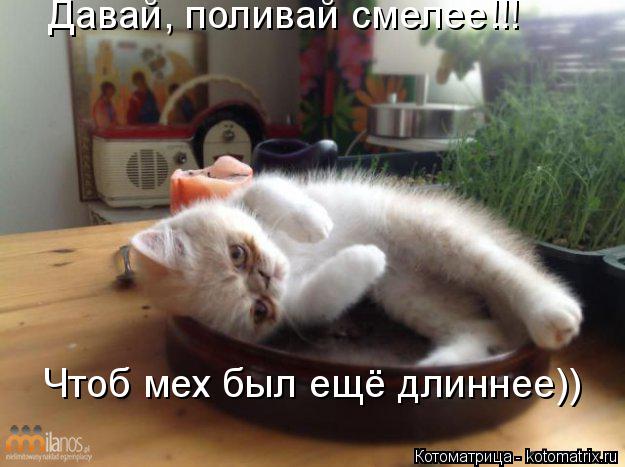 Давай, поливай смелее!!! Чтоб мех был ещё длиннее))... Котоматрица: Давай, поливай смелее!!! Чтоб мех был ещё длиннее))
