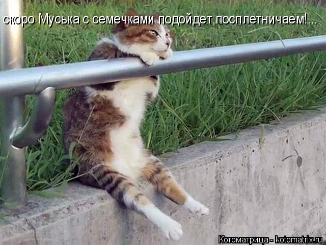 Котоматрица: скоро Муська с семечками подойдет,посплетничаем!...