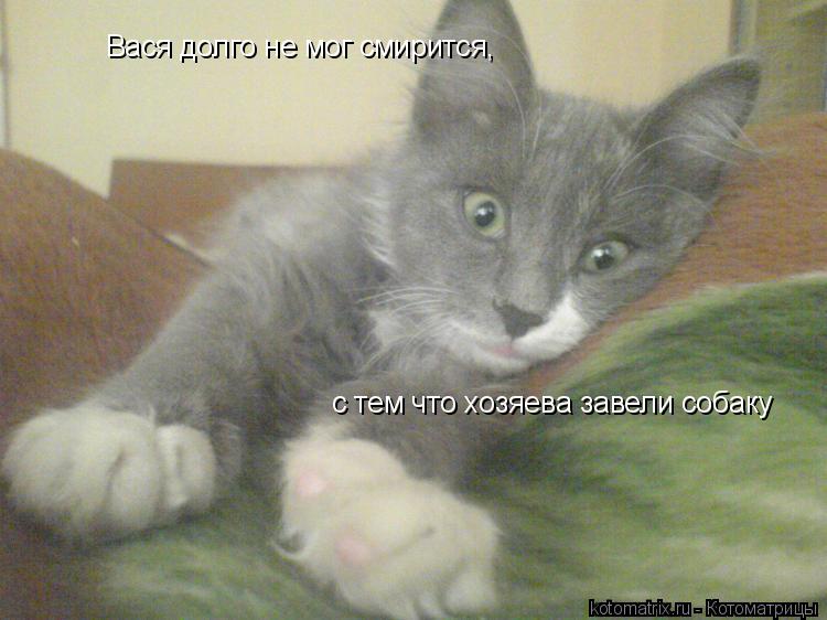 Котоматрица: Вася долго не мог смирится,  с тем что хозяева завели собаку