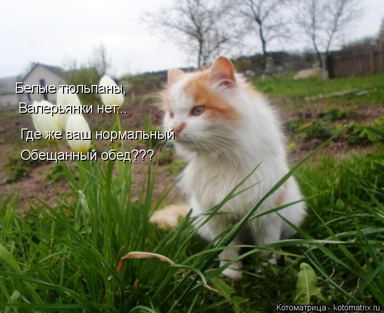 Котоматрица: Белые тюльпаны, Валерьянки нет... Где же ваш нормальный Обещанный обед???