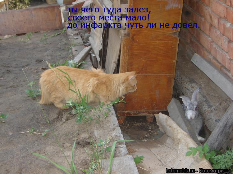 Котоматрица: ты чего туда залез, ты чего туда залез, своего места мало! до инфаркта чуть ли не довел.