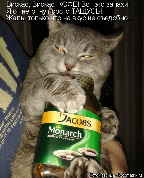 Котоматрица: Вискас, Вискас, КОФЕ! Вот это запахи! Я от него, ну просто ТАЩУСЬ! Жаль, только что на вкус не съедобно...