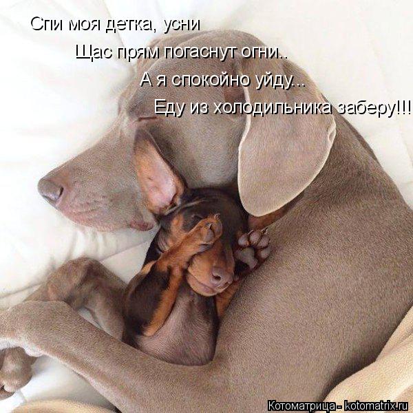 Котоматрица: Спи моя детка, усни Щас прям погаснут огни.. А я спокойно уйду... Еду из холодильника заберу!!!