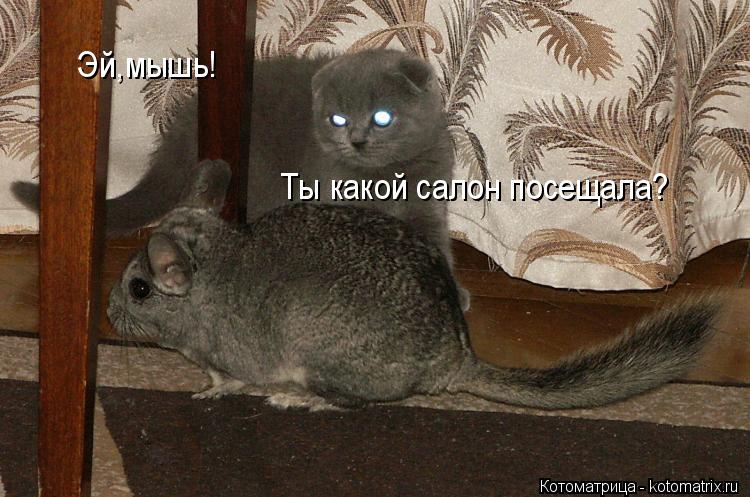 Котоматрица: Эй,мышь! Ты какой салон посещала?