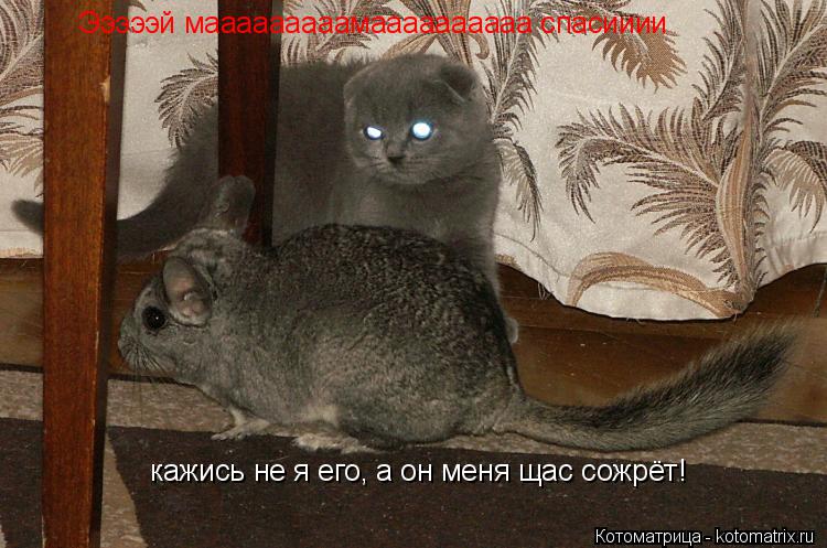 Котоматрица: Эээээй мааааааааамаааааааааа спасииии кажись не я его, а он меня щас сожрёт!