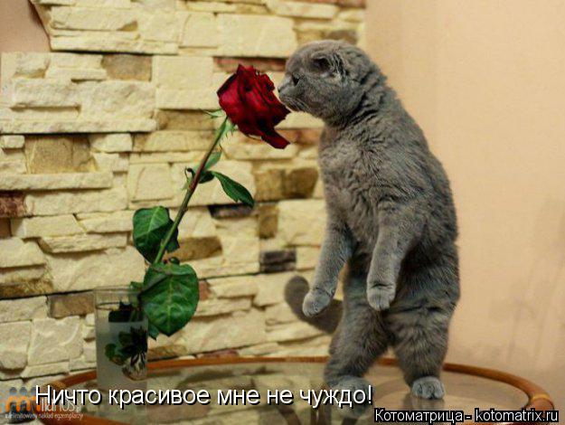 Котоматрица: Ничто красивое мне не чуждо!