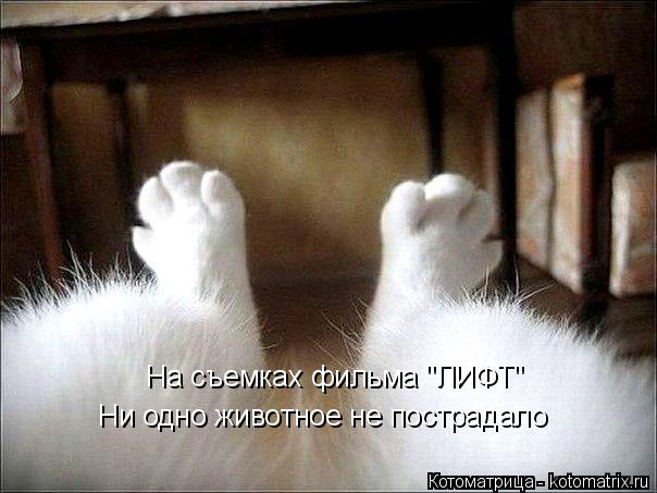 Котоматрица: На съемках фильма "ЛИФТ" Ни одно животное не пострадало