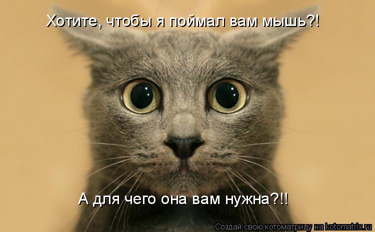 Котоматрица: Хотите, чтобы я поймал вам мышь?! А для чего она вам нужна?!!