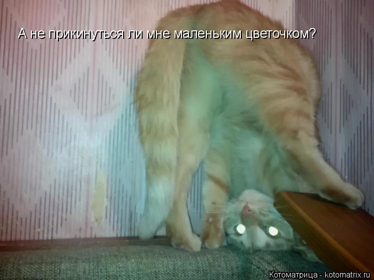 Котоматрица: А не прикинуться ли мне маленьким цветочком?