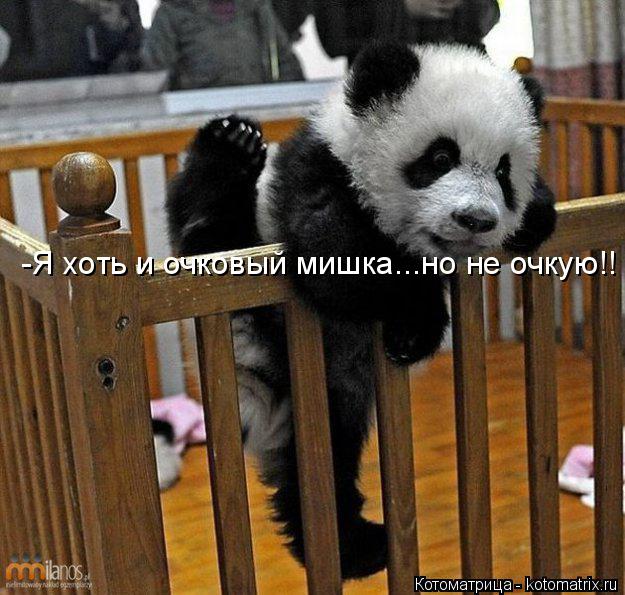 Котоматрица: -Я хоть и очковый мишка...но не очкую!!