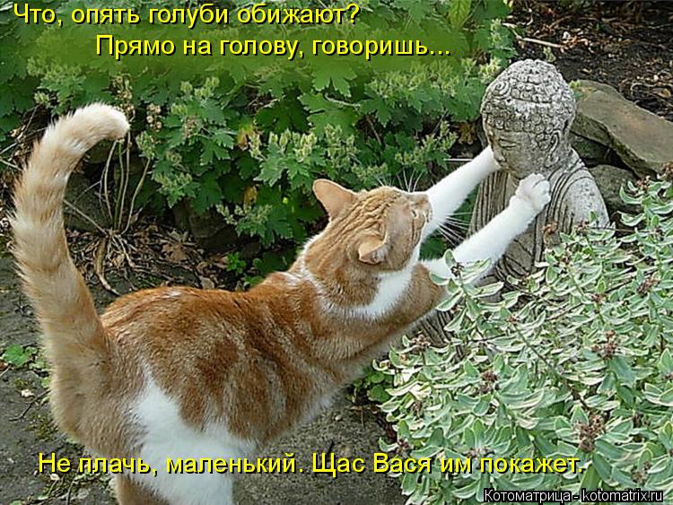 Что, опять голуби обижают? Прямо на голову, говоришь... Не плачь, маленький. Щас Вася им покажет.... Котоматрица: Что, опять голуби обижают? Прямо на голову, говоришь... Не плачь, маленький. Щас Вася им покажет.