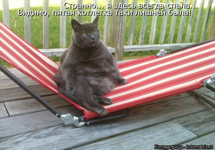 Котоматрица: Странно... я здесь всегда спала... Видимо, пятая котлетка таки лишней была!