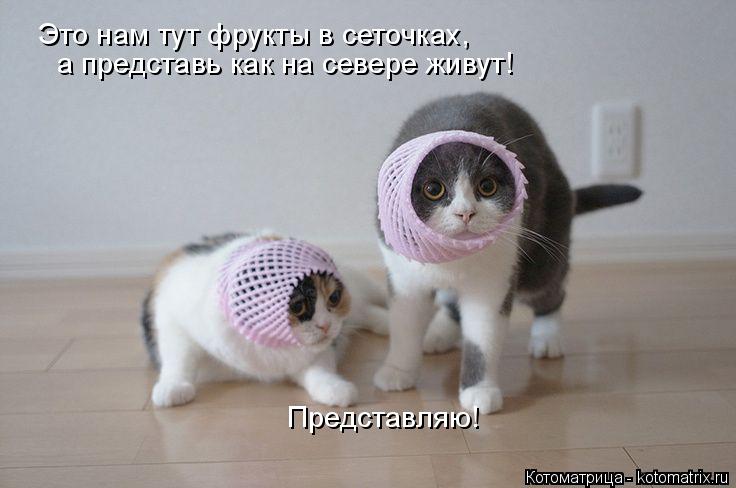 Котоматрица: Это нам тут фрукты в сеточках, а представь как на севере живут! Представляю!