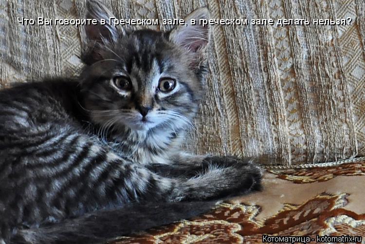 Котоматрица: Что Вы говорите в Греческом зале, в греческом зале делать нельзя?