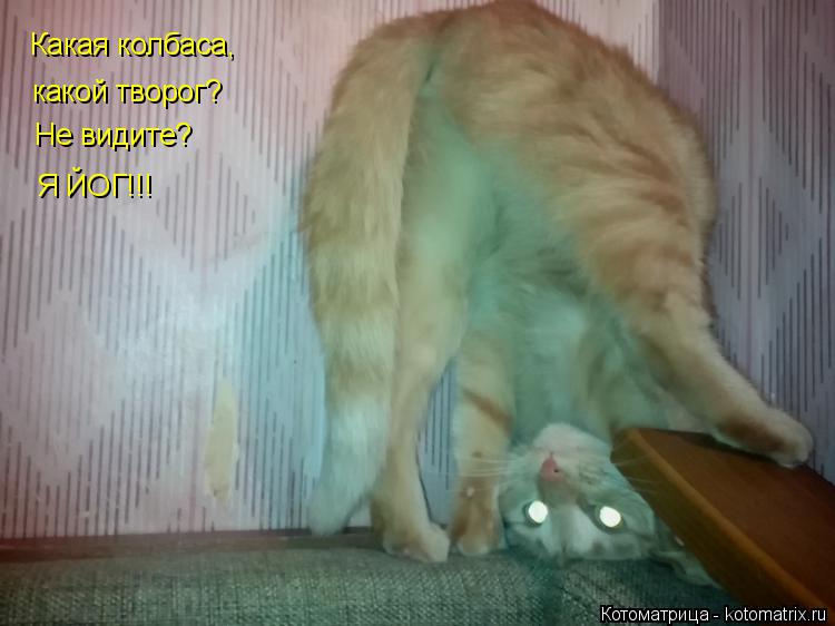 Котоматрица: Какая колбаса, Не видите? Я ЙОГ!!! какой творог?
