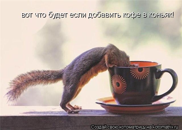 Котоматрица: вот что будет если добавить кофе в коньяк!
