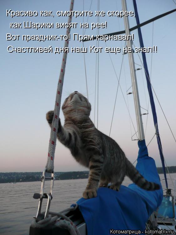 Котоматрица: Красиво как, смотрите же скорее, как Шарики висят на рее! Вот праздник-то! Прям карнавал! Счастливей дня наш Кот еще не знал!!