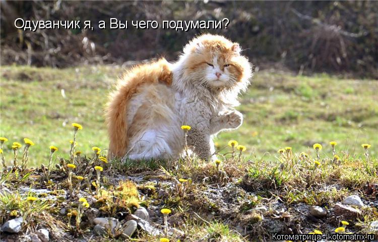 Котоматрица: Одуванчик я, а Вы чего подумали?