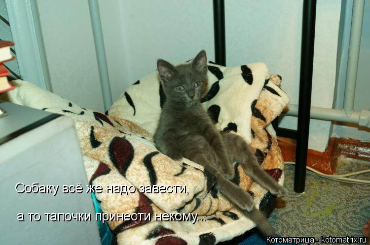 Собаку всё же надо завести, а то тапочки принести некому...... Котоматрица: Собаку всё же надо завести, а то тапочки принести некому...