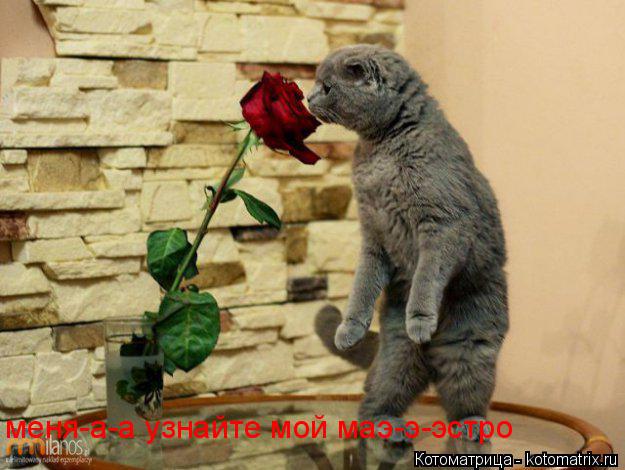меня-а-а узнайте мой маэ-э-эстро... Котоматрица: меня-а-а узнайте мой маэ-э-эстро