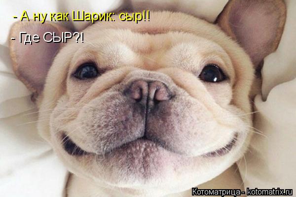 Котоматрица: - А ну как Шарик: сыр!! - Где СЫР?!