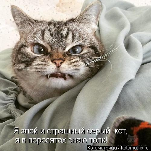 Котоматрица: Я злой и страшный серый  кот, я в поросятах знаю толк!