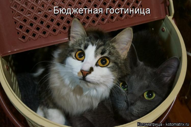 Бюджетная гостиница... Котоматрица: Бюджетная гостиница