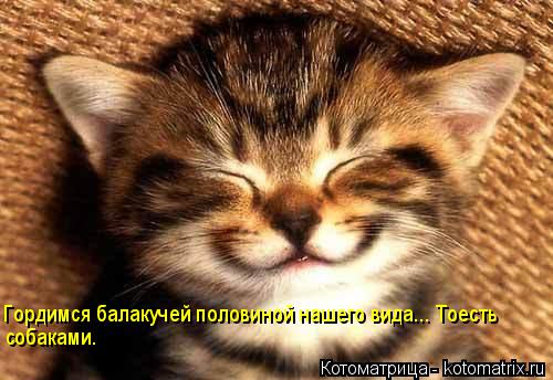 Котоматрица: Гордимся балакучей половиной нашего вида... Тоесть собаками.