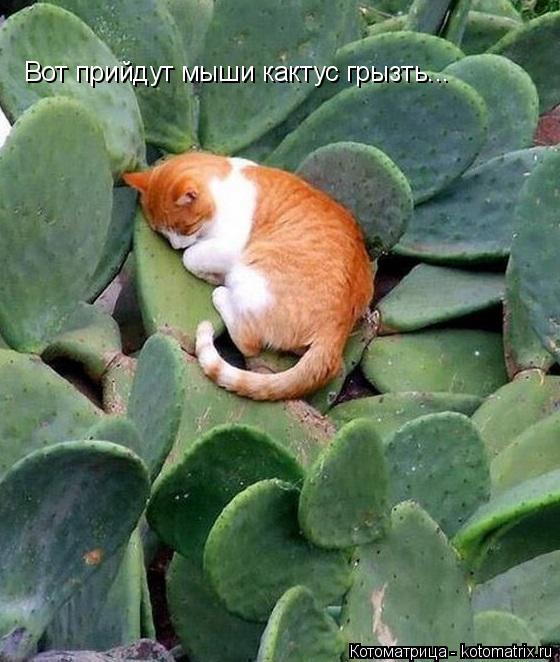 Вот прийдут мыши кактус грызть...... Котоматрица: Вот прийдут мыши кактус грызть...