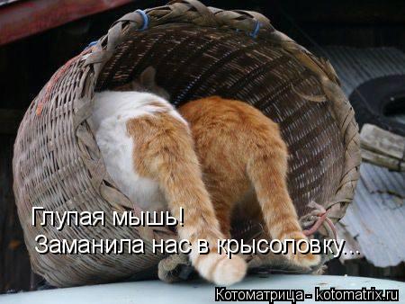 Котоматрица: Глупая мышь!  Заманила нас в крысоловку...